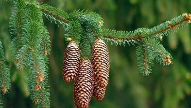 Treatment of cervical osteochondosis fir cones